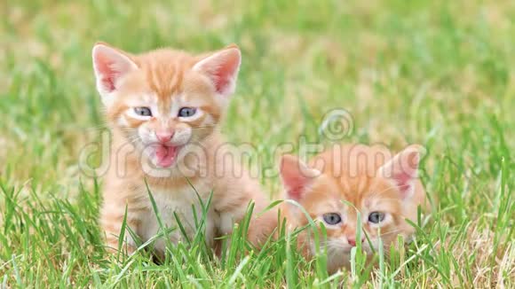 草地上两只可爱的生姜小猫哭着找妈妈可爱的宠物4k镜头慢动作视频的预览图