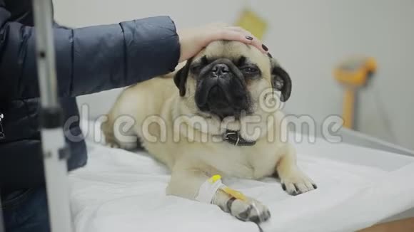 一只生病的狗在兽医诊所爪子里有一根导管特写视频的预览图
