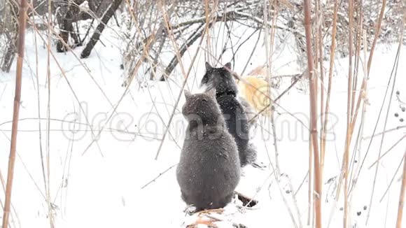 冬天两只流浪猫在一根热管上缓慢地坐在一起白雪皑皑视频的预览图