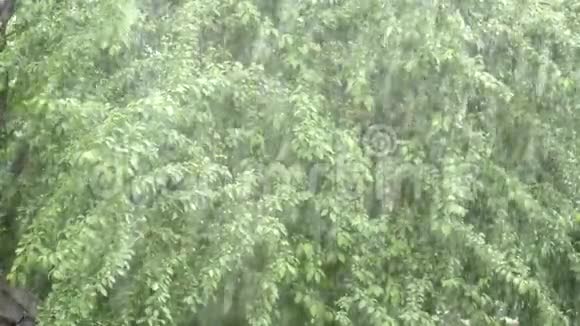 一场大雨打在绿树背景上视频的预览图