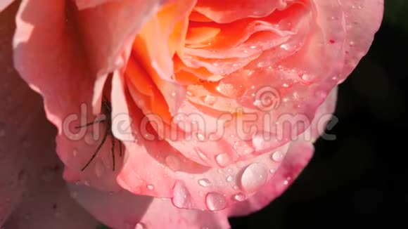 一朵美丽的粉红色玫瑰滴着雨视频的预览图