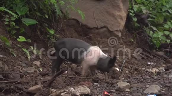 饥肠辘辘的小猪满身是泥寻找食物视频的预览图