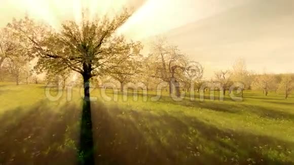 鸟瞰美丽的春树太阳光线影响背景视频的预览图