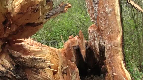 白柳沙柳受到灭木虫的攻击树干受到幼虫的攻击树木陷入视频的预览图