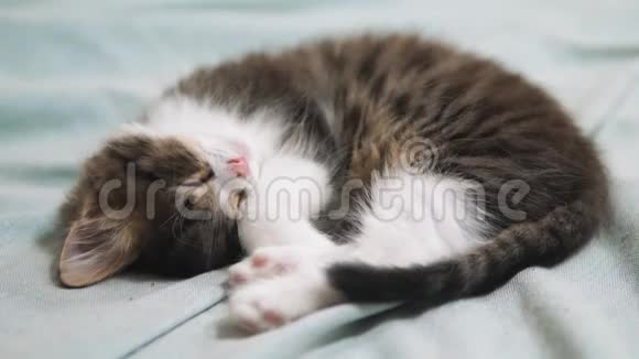 可爱的毛茸茸的小猫睡在白色的床上猫慢动作视频小猫睡觉生活方式宠物概念视频的预览图