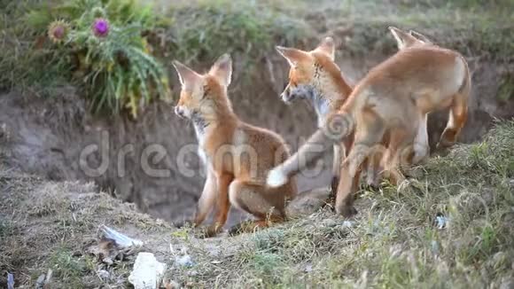 两只小红狐在他们的洞穴附近玩耍慢动作视频的预览图