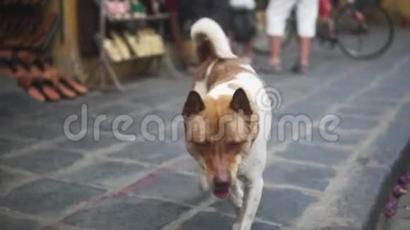 可爱的无家可归的狗在亚洲市场附近的街道的镜头一侧有着可爱眼睛的无家可归宠物视频的预览图
