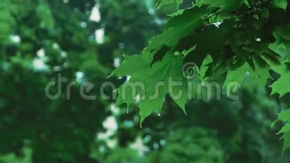 绿树林中的雨视频的预览图