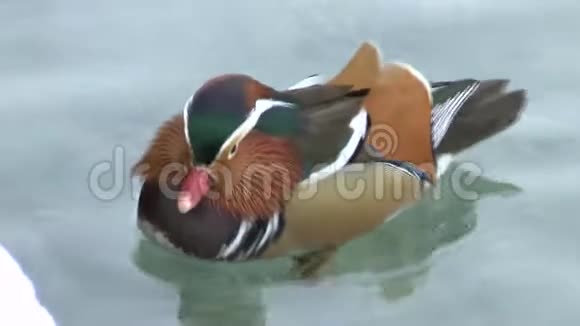 萨尔茨堡赫尔布伦池塘里的鸭子视频的预览图