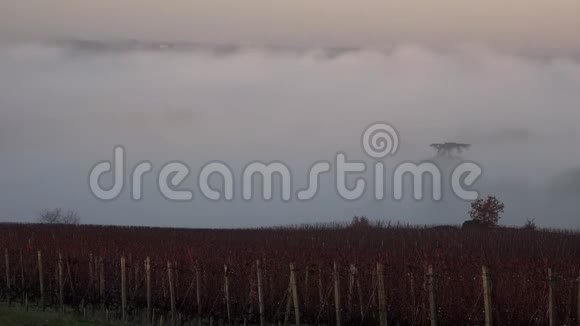 秋天的波尔多葡萄园在霜冻和雾气下时光流逝视频的预览图