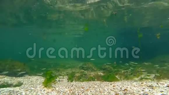 乌克兰敖德萨黑海水面和沙质海床之间的小鱼水下浅滩视频的预览图
