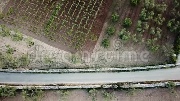 空中4k无人驾驶飞机射击葡萄园和橄榄树视频的预览图