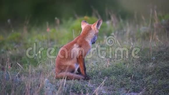 小红狐狸坐在他洞穴附近的草地上视频的预览图