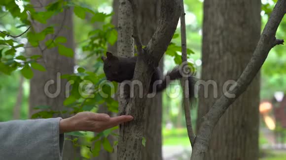 公园里的女人在松鼠里觅食人与自然的相互作用概念视频的预览图