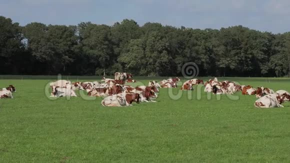 农场上的奶牛视频的预览图