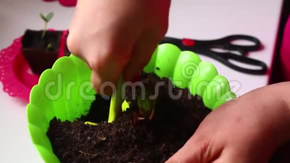 女孩用一个发芽的花块茎把土壤压在锅里视频的预览图