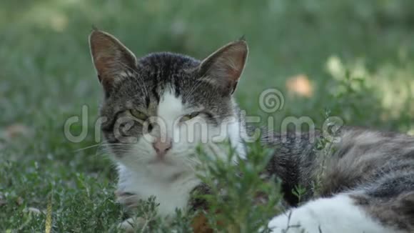 乡下猫在草地上视频的预览图