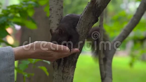 公园里的女人在松鼠里觅食人与自然的相互作用概念视频的预览图