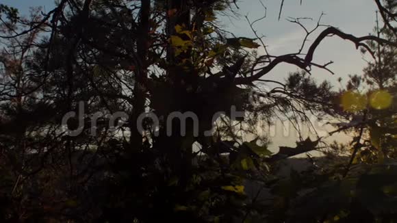 夏季森林全景从树冠到傍晚的太阳国家公园视频的预览图