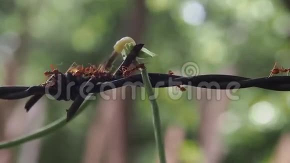 红蚂蚁步行录像视频的预览图