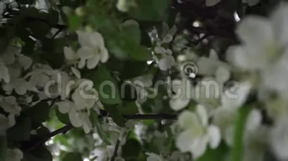美丽盛开的白色灌木花库存录像春季开花用白色装饰绿色灌木视频的预览图