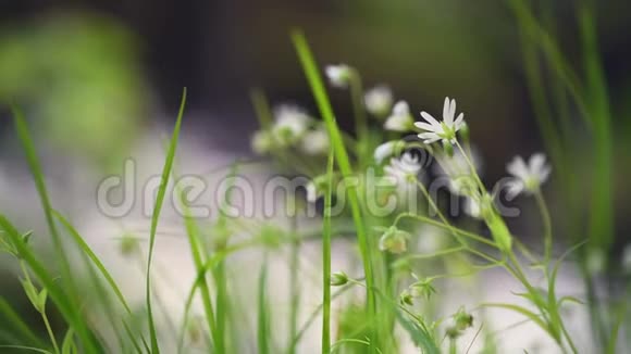 绿草中的小白花视频的预览图