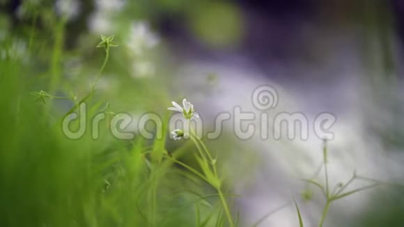 绿草中的小白花视频的预览图