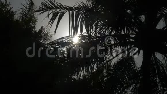 阳光下棕榈树的叶子视频的预览图