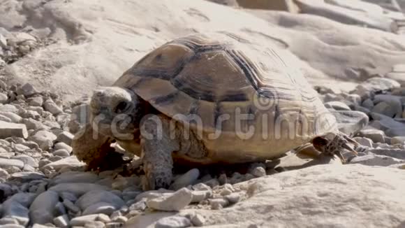 海龟除了低角度半边的森林海龟的大镜头视频的预览图