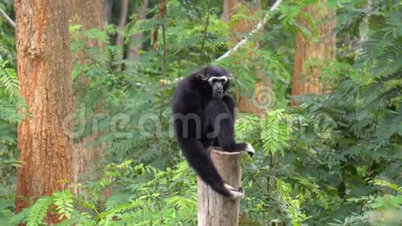 黑长臂猿在动物园的树上玩耍视频的预览图