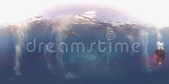 360vr与鲸鲨潜水视频的预览图