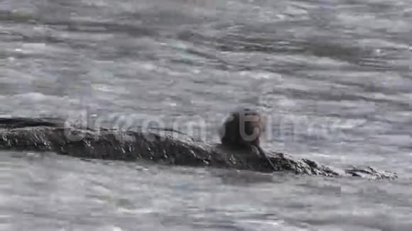 查塔霍切河GA靠近河中一块岩石上的麝鼠视频的预览图