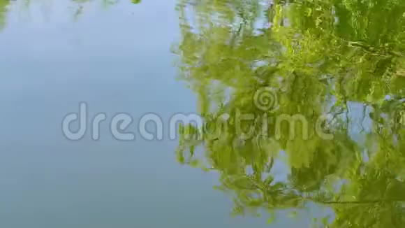 春天的水背景绿色水面上美丽的树木倒影春天的概念4k电影慢动作视频的预览图