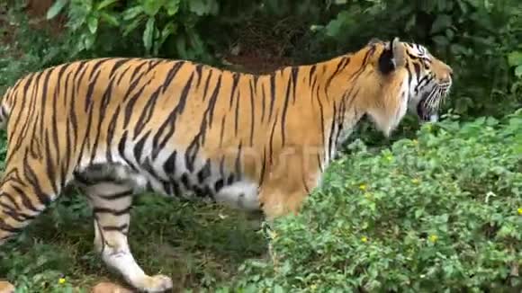 老虎走在丛林里看起来很吓人视频的预览图