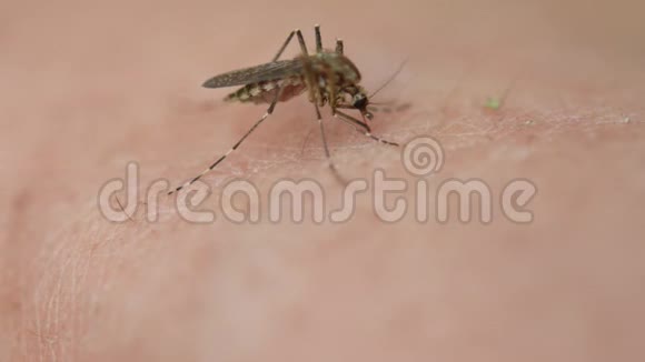 蚊子吸血人体皮肤的特写镜头视频的预览图