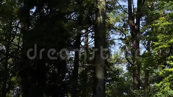 高大美丽的松树视频的预览图