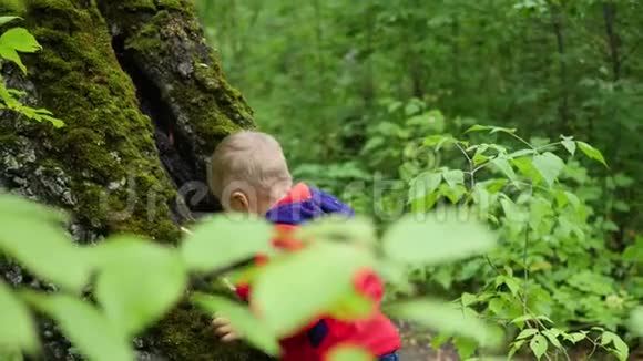 在秋天公园散步的孩子一个男孩站在长满青苔的大树旁视频的预览图