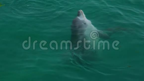 一只海豚躺在水面上视频的预览图