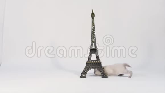 小猫穿过埃菲尔铁与世隔绝视频的预览图