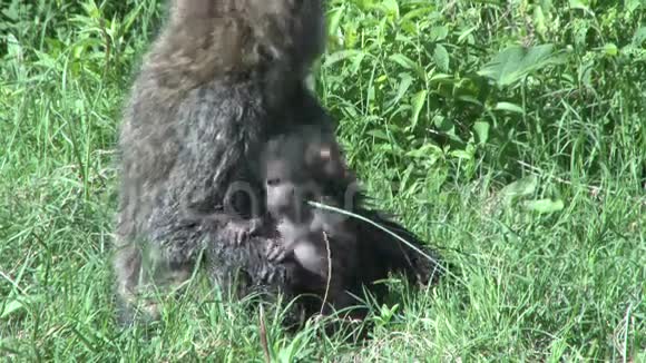 有宝宝的狒狒视频的预览图