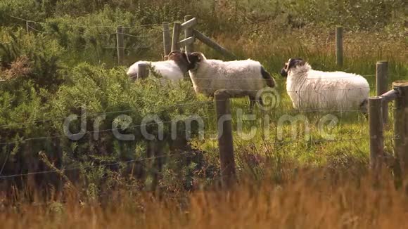 草地上有三只黑脸羊视频的预览图