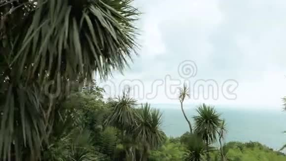 在佐治亚州巴统最大的公园之一的夏日棕榈树视频的预览图