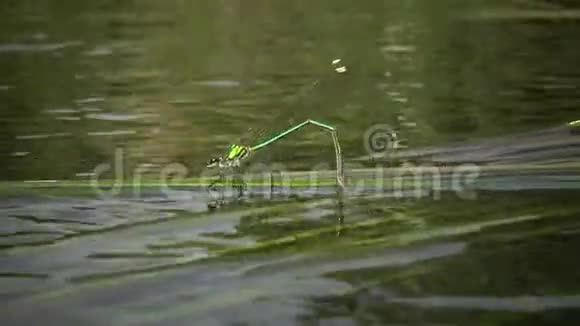 蜻蜓在南布格河水生植物上产卵视频的预览图