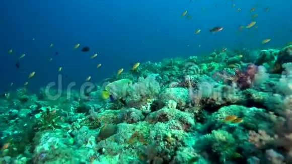 红海珊瑚中的橙色条纹三角鱼鱼和鱼视频的预览图