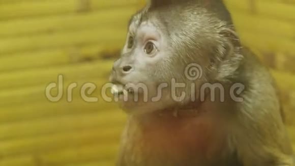 猴子在动物园里觅食视频的预览图