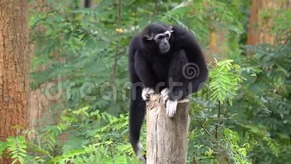 黑长臂猿在动物园的树上玩耍视频的预览图