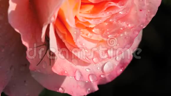 一朵美丽的粉红色玫瑰滴着雨视频的预览图