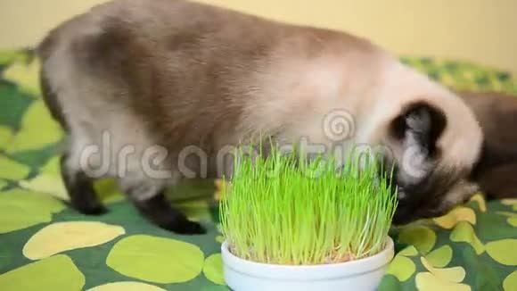 贪婪的猫啃草视频的预览图
