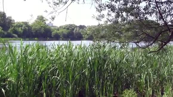 城市公园湖景视频的预览图