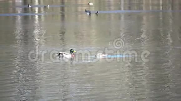 鸭子和鸭子在湖里寻找食物视频的预览图